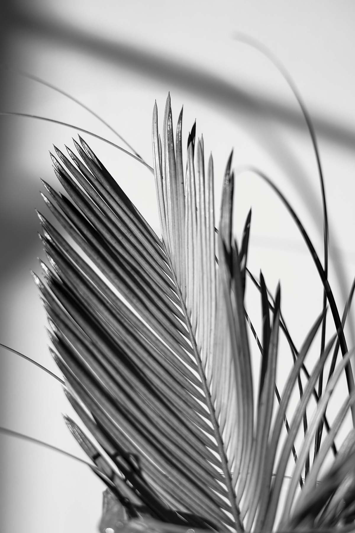 pexels-anna-nekrashevich-8516704 copie